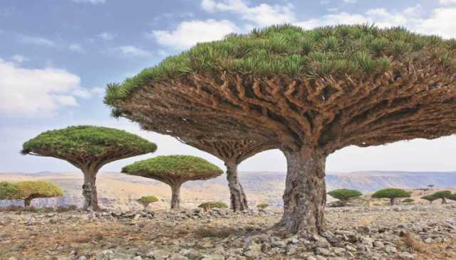التنوع البيولوجي في اليمن ثروة فريدة تتطلب حماية رسمية ومجتمعية