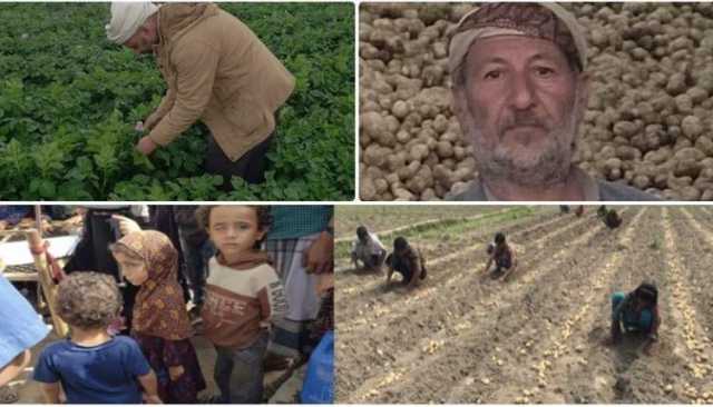 مزارع يمني يفوز بـ”جائزة عالمية” في زراعة البطاطس
