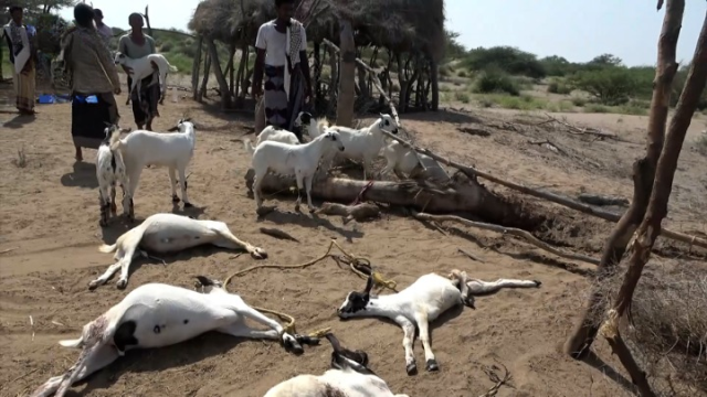 مرتزقة العدوان يستهدفون مواشي المواطنين في مديرية الجراحي بالحديدة