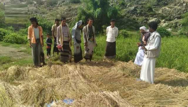 نجاح تجربة زراعة الأرز في محافظة حجة يعزز الأمن الغذائي