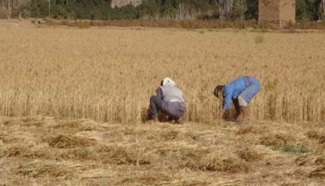 بني حشيش تدشن موسم حصاد القمح بتجربة التقطير