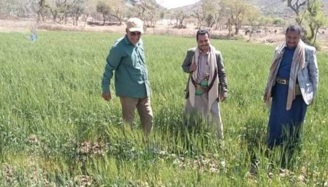 نجاح زراعة القمح في تعز.. خطوة نحو تعزيز الأمن الغذائي