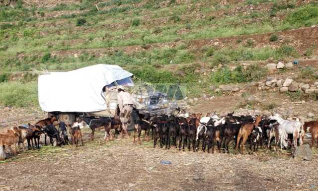 أضاحي العيد.. ما بين غلاء الأسعار وتضاؤل قدرة اليمنيين الشرائية