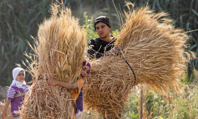 مساع مصر لاستيراد 3,8 مليون طن قمح قبل نهاية العام مستمرة