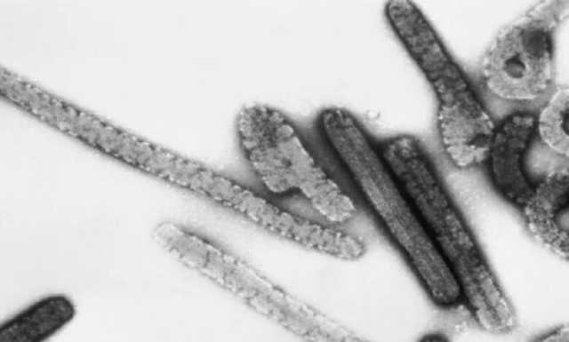 الصحة العالمية تحذر من خطر انتشار فيروس ماربورغ القاتل