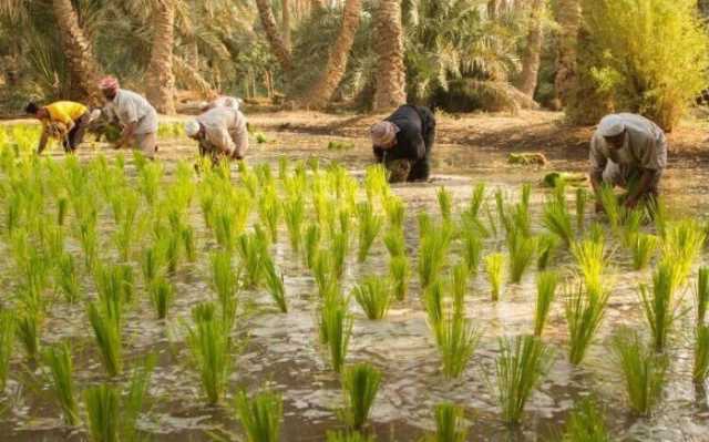 الجفاف يقلص انتاج العراق من الرز إلى النصف