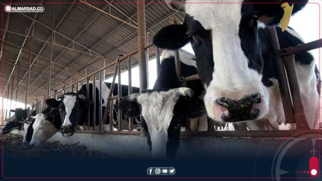 بومباركة يطالب جميع المسؤولين بتوفير لقاح عاجل للأبقار حفاظًا على الثروة الحيوانية