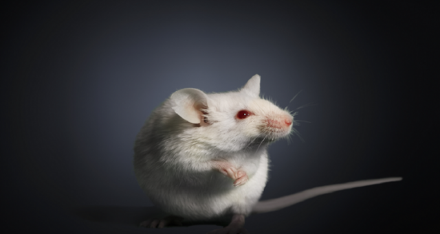 تجربة غريبة على الفئران لتجديد الشباب ومكافحة الشيخوخة!