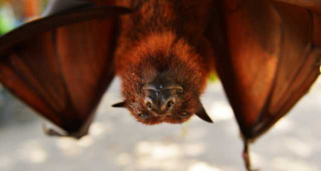 الخفافيش قد تحمل أدلة حيوية تفيد في التغلب على السرطان