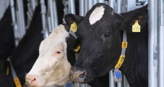 الجزائر تعلن إيقاف استيراد العجول والأبقار من فرنسا بسبب “النزفية الوبائية”