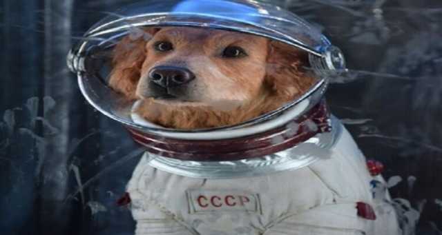 “كلبي ـ رائد الفضاء”.. إنتاج سينمائي جديد