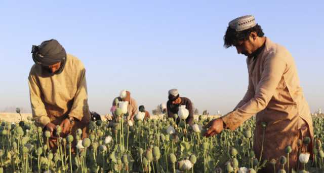 أفغانستان تخسر لقب أكبر منتج للأفيون في العالم