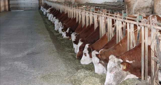 يوزغات التركية.. أبقار تسمع الموسيقى لزيادة الحليب