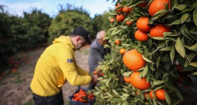 منطقة المتوسط بتركيا في مقدمة مصدري الفواكه والخضروات الطازجة