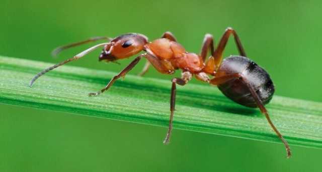 علماء : النمل قد يحل محل اللحوم والتوابل