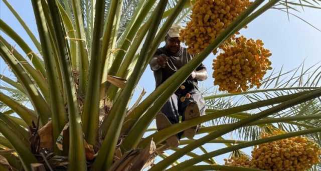 المغرب: نحتل المرتبة السابعة عالميا في إنتاج التمور