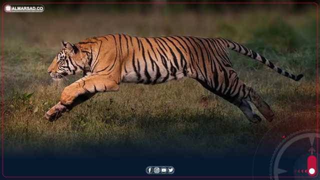 المسعودي: تلقينا ثلاث بلاغات من مواطنين شاهدوا النمر الهارب والبحث جارٍ عنه