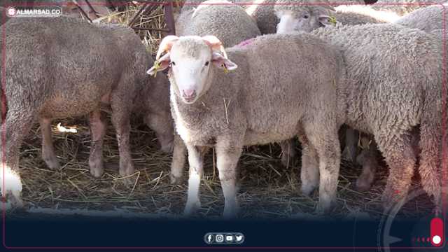 مدير إدارة الثروة الحيوانية بالجبل الأخضر: سجلنا حوالي 5870 إصابة بمرض اللسان الأزرق ونفوق 230 من الأغنام