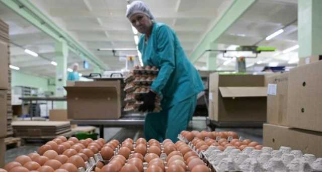 الاتحاد الأوروبي يعيد فرض رسوم الاستيراد على السكر وبيض الدجاج من أوكرانيا