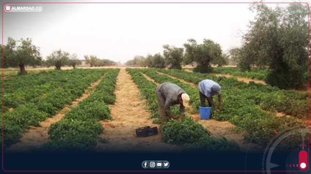 الدولي للتنمية الزراعية: وضعنا استراتيجية لتنشيط سبل العيش الريفية في ليبيا