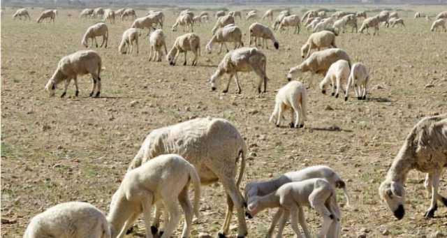 قرار ملك المغرب إلغاء شعيرة الأضحية هذا العام يعود لأسباب اقتصادية