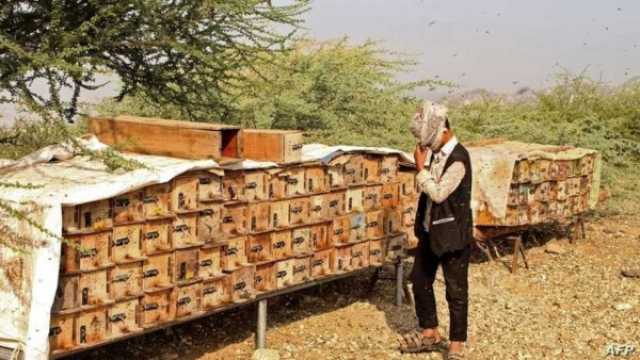 الصليب الأحمر: تحديات تواجه النحالين في اليمن وراء تدهور انتاج العسل
