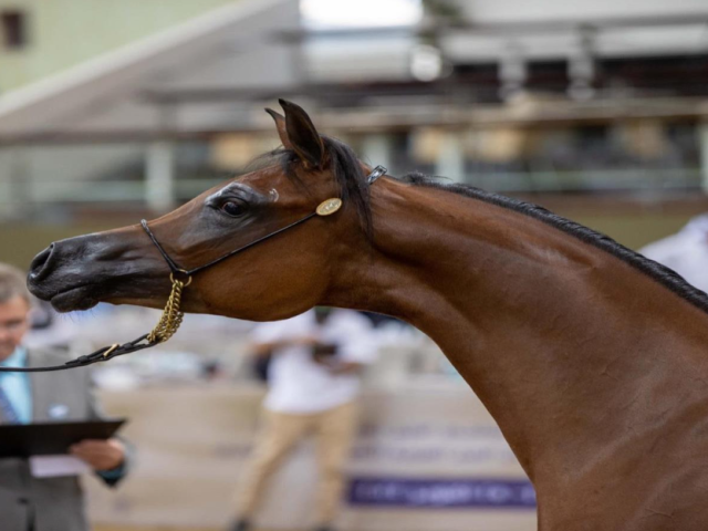 انطلاق بطولات جمال الخيل أكتوبر المقبل