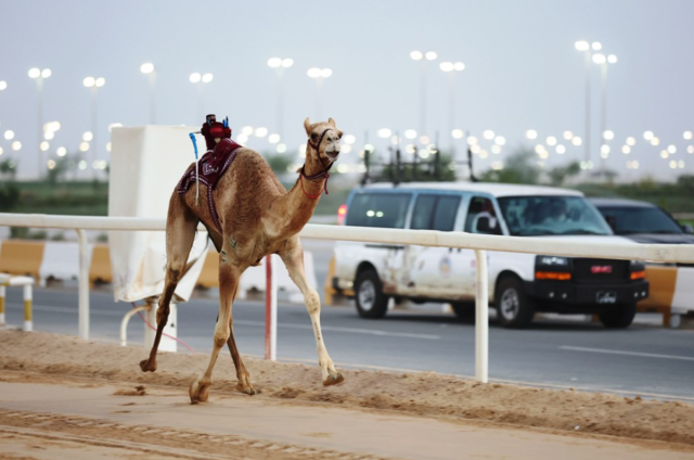 هجن الشيحانية تحتكر أشواط الثنايا في السباق المحلي الأول