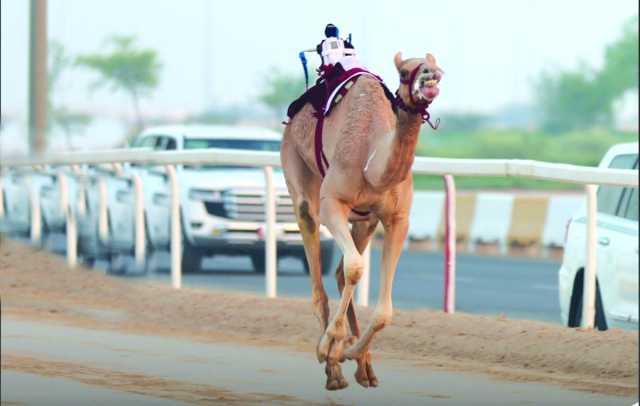 هجن الشحانية تسيطر على ناموسي الجذاع مفتوح