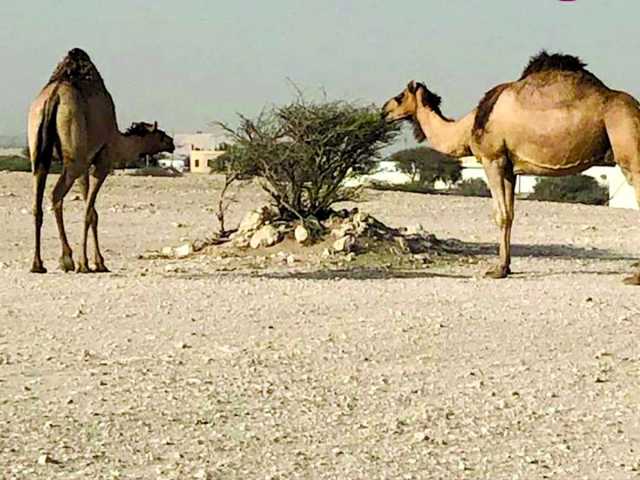 حظر الرعي يدخل حيز التنفيذ اليوم