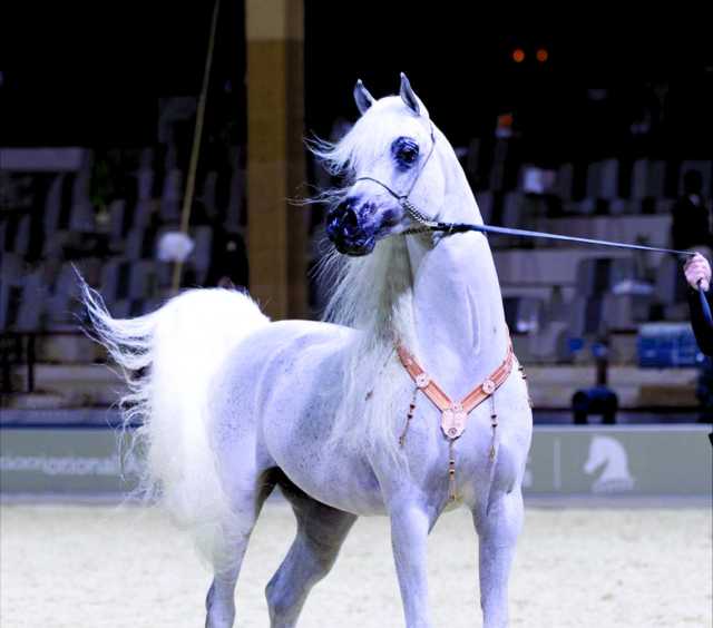 بدء دورة «خيل الجمال».. فرحة الكواري لـ «العرب»: تدريب الهواة بـ «قطر للتصوير» قريباً