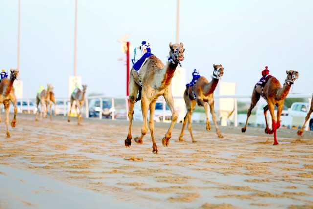 الجوائز المليونية تُشعل أجواء مهرجان المؤسس للهجن