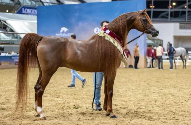 400 رأس ببطولة الدوحة الدولية لجمال الخيل