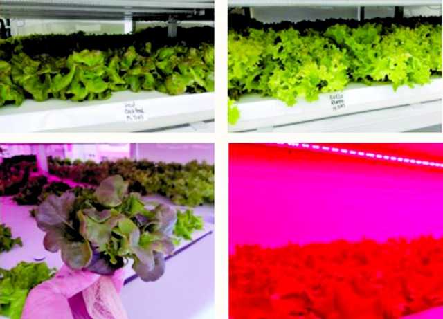 جامعة قطر تطوّر نظاماً زراعياً لإنتاج الخضراوات بدون تربة