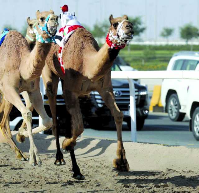 تحديات مثيرة في مهرجان الأمير الوالد للهجن