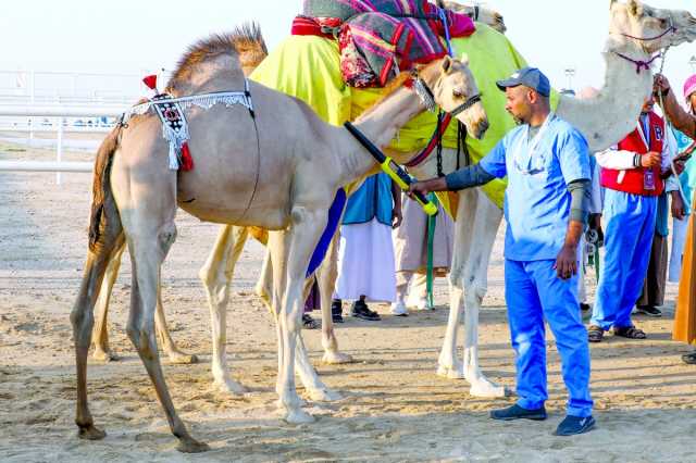 الأصايل تفتتح أولى منافسات مهرجان قطر للإبل