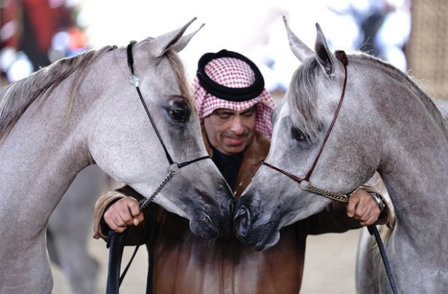 انطلاق مهرجان سوق واقف للفروسية غدا