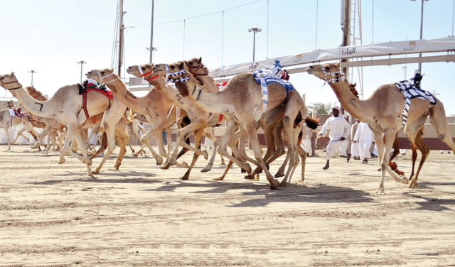 انطلاق مهرجان الأمير الوالد للهجن العربية الأصيلة غدًا