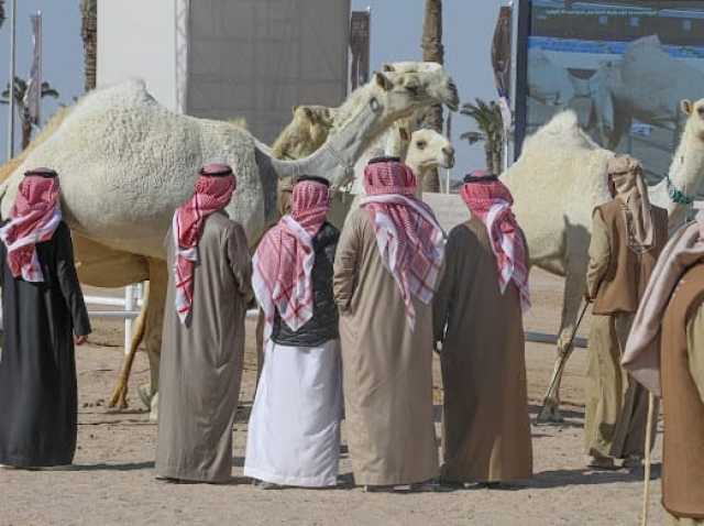 مشاركة كبيرة في شوط النخبة 'جمل شرايا 30' للمغاتير ضمن مهرجان قطر للإبل