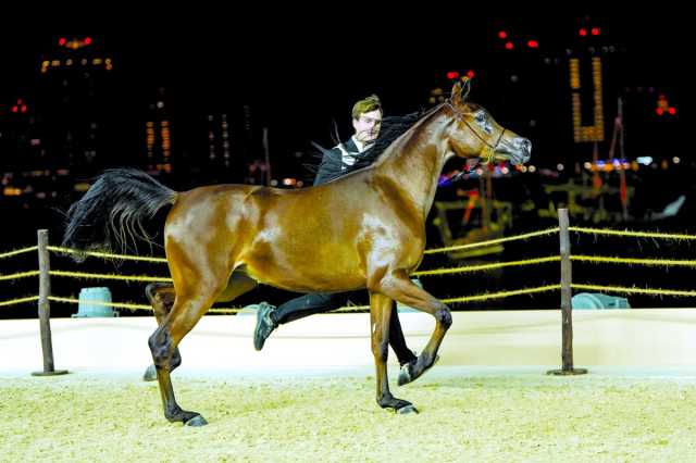 تصفيات قوية ببطولة الخيل الجزيرية العربية الأصيلة