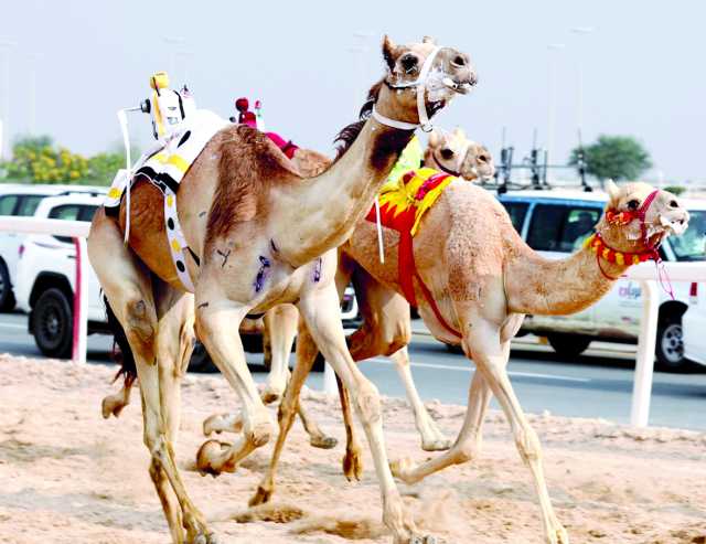 في ثالث أيام مهرجان سيف سمو الأمير للهجن.. تحديات قوية على نواميس اللقايا العامة إنتاج ومفتوح