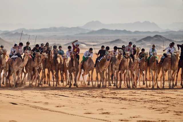 بطولة كأس العُلا للهجن تُحيي تُراث المملكة في قلب الواحة القديمة