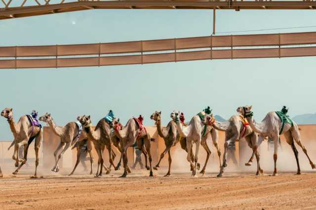 بجوائز 25.6 مليون.. أشواط فئتي جذاع وثنايا تختتم منافسات اليوم الثالث لكأس العلا للهجن