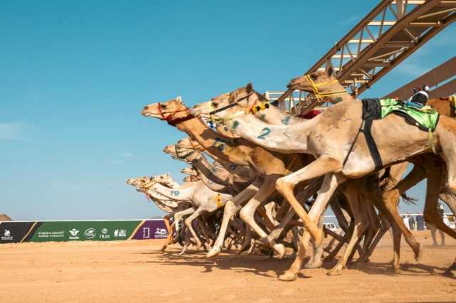 في ثاني أيام كأس العلا للهجن.. السعودية والإمارات وقطر ينتزعون ألقاب أشواط فئتي الحقايق واللقايا