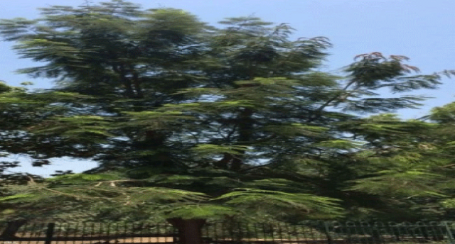 شجرة نادرة في مصر تقود لاكتشاف مهم