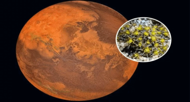 “ طحالب صحراوية” قادرة على استيطان المريخ