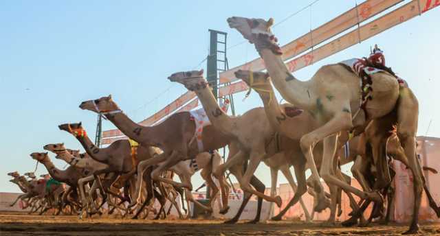 في افتتاح مهرجان ولي العهد للهجن.. « مهم».. تسجل التوقيت الأفضل في المفاريد «بكار- قعدان»