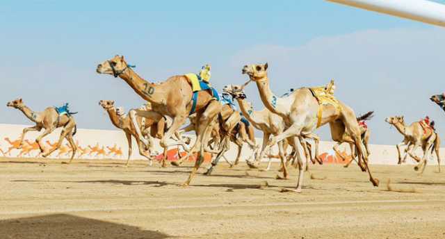 في مهرجان ولي العهد للهجن.. «بارود» تواصل التألق في منافسات «اللقايا»