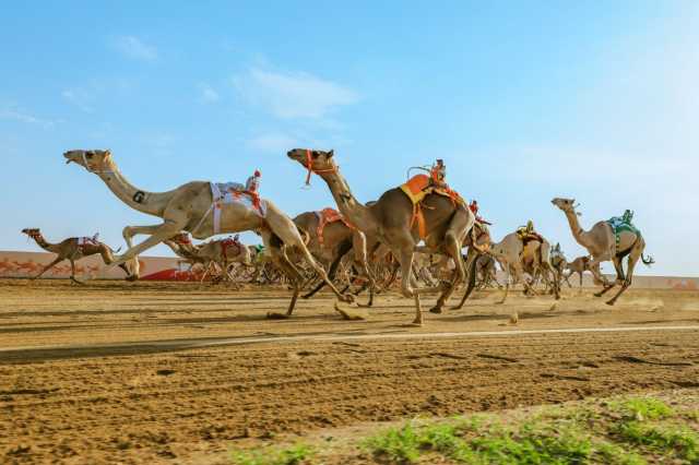 “مذهل” تتوج بالتوقيت الأفضل لـ “الحقايق” في افتتاح المرحلة النهائية بمهرجان ولي العهد للهجن