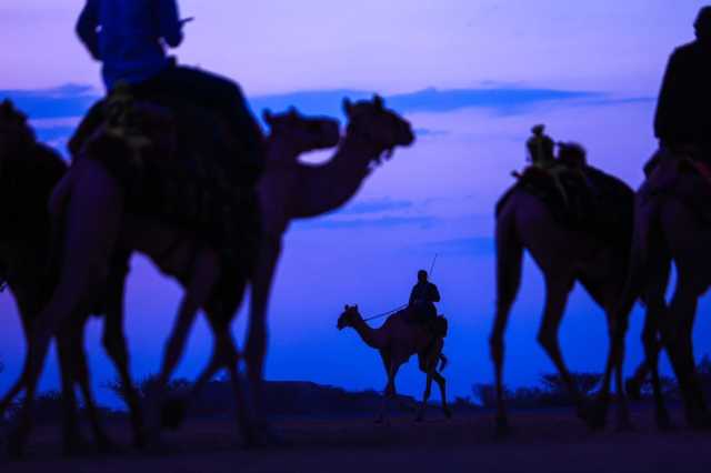 مهرجان ولي العهد للهجن.. تنوع شعري وإثراء ثقافي